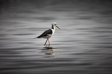 This guy is on the prowl for its feast post his breakfast, he seems to be pretty particular about his meal though, looking around for the meal he likes the most, I am sure he will soon get what he wan