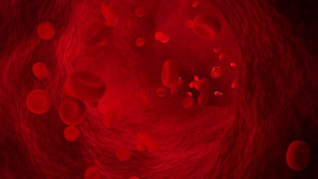 Medical 3d Animation of Red Blood Cells Flow Through Blood Vessel In Circulatory System 