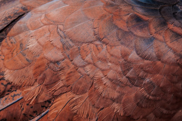 Female of Great Curassow (Crax rubra) in Nicaragua