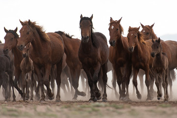 group of horses on the farm