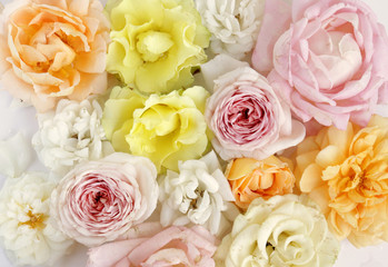 Fresh roses on white background, floral flowers blooming garden wedding pattern, pastel wallpaper fine art phopto, instagram flat lay commercial photography