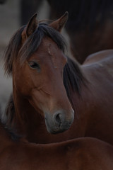 Fototapeta na wymiar close up of a horse