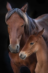 brown horse portrait, family, mother and girls