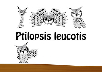 フクロウ お洒落なコノハズク イラスト セット (ポストカード) ベクター