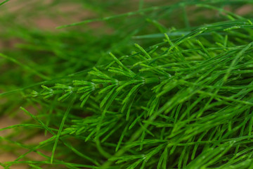 Fototapeta na wymiar green fresh horsetail herb detail