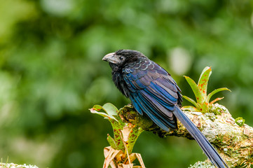 Groove-billed Ani (Crotophaga sulcirostris) in Nicaragua