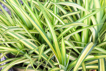 Obraz premium Spider Plant or Chlorophytum comosum plants in garden