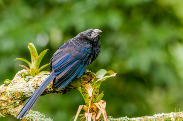 Groove-billed Ani (Crotophaga sulcirostris) in Nicaragua
