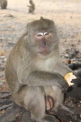 Naklejka premium Thailand