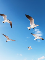 Obraz premium Seagulls flying in blue sky