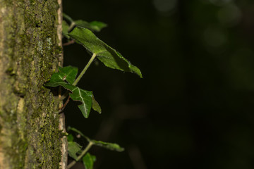 ivy on a tree trunk in a forest with dark