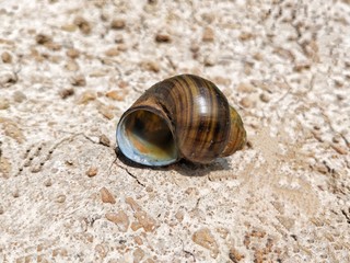 snail on the beach