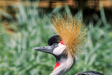 Fototapeta premium Grey Crowned Crane (Balearica regulorum) in park