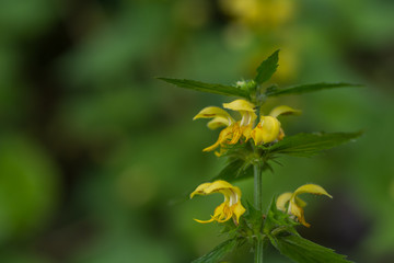 yellow archangel in the forest