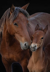 portrait of a horse,  mother and girl