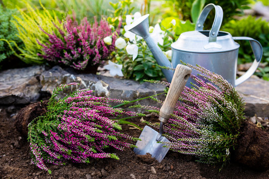 Heathers seedlings for planting in the garden.