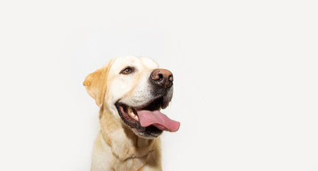 Happy smiling labrador retriever dog sticking a big tongue out. heat summer concept