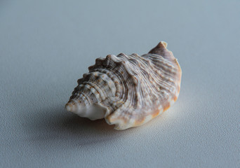 the seashell lies on a plastic windowsill
