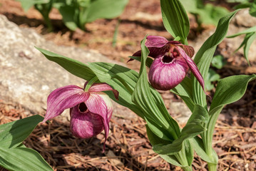 Obraz premium Large-flowered Cypripedium (Cypripedium macranthon) in park
