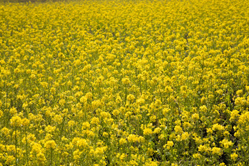 Obraz premium たくさんの菜の花 春 花畑