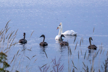 Obraz premium Swans swiming at sea during sunset