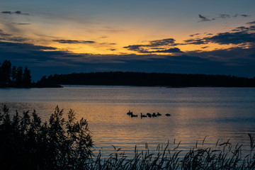 Swans swiming at sea during sunset