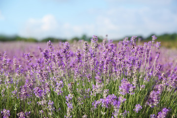 Naklejka premium Beautiful lavender flowers growing in field, closeup