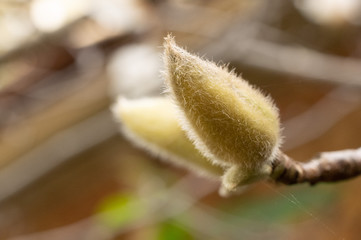 Magnolia, bud