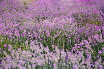 Fototapeta na wymiar Beautiful lavender flowers growing in spring field