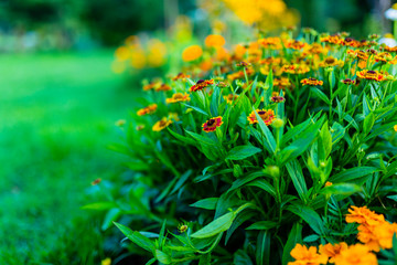 Autumn Helenium flowers in the garden.