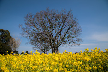 たくさんの菜の花　春　花畑