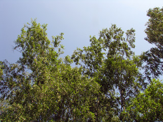 branches against blue sky