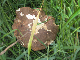 mushroom in the grass