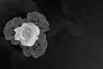 black and White four rose flower bouquet on black background, nature, copy space