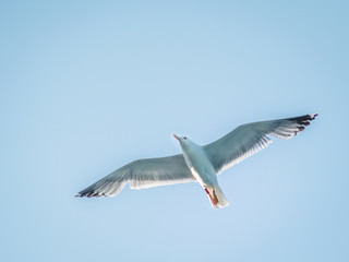 Seagull backlit in flight