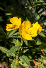 Common Evening Primrose (Oenothera biennis) in garden