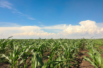 Beautiful view of corn field. Agriculture industry