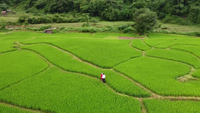 Aerial view of asian lover walking on rice field ridge. People taking pre wedding photography in rice terrace. Green rice farm in Nan, Thailand.