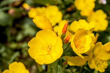 Common Evening Primrose (Oenothera biennis) in garden