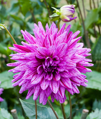 The dahlia (name, Egapark Erfurt) in the dahlia garden Baden Baden near the lichtentaler alley....