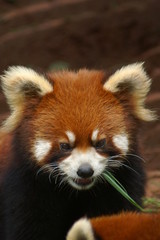 Roter Panda Portrait Kleiner Panda 