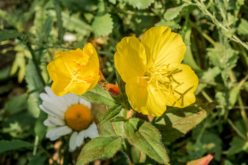 Common Evening Primrose (Oenothera biennis) in garden