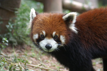 Roter Panda Portrait Kleiner Panda 