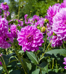 The dahlia (name, Hapet Lagoon) in the dahlia garden Baden Baden near the lichtentaler alley. Baden-Baden, Baden Württemberg, Germany