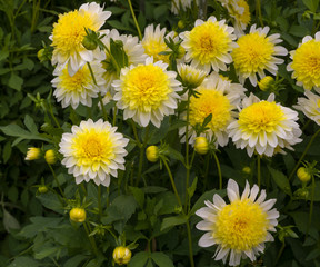The dahlia (name, Freyas paso doble) in the dahlia garden Baden Baden near the lichtentaler alley. Baden Baden, Baden W&uuml;rttemberg, Germany