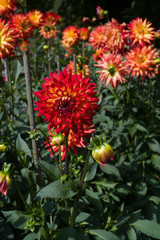 The dahlia (name, Hapet Vulcano) in the dahlia garden Baden Baden near the lichtentaler alley. Baden Baden, Baden Württemberg, Germany