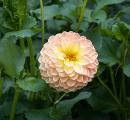 The dahlia (name, Blyton Softer Gleam) in the dahlia garden Baden Baden near the lichtentaler alley. Baden Baden, Baden Württemberg, Germany