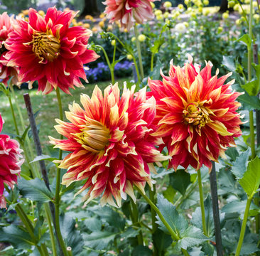 The dahlia (name, Bodacious) in the dahlia garden Baden Baden near the lichtentaler alley. Baden Baden, Baden W&uuml;rttemberg, Germany