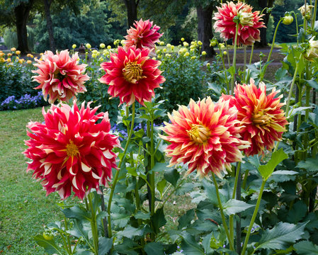 The dahlia (name, Bodacious) in the dahlia garden Baden Baden near the lichtentaler alley. Baden Baden, Baden W&uuml;rttemberg, Germany