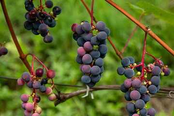 The bunches of grapes ripen in the vineyard. Grapes grown for wine.